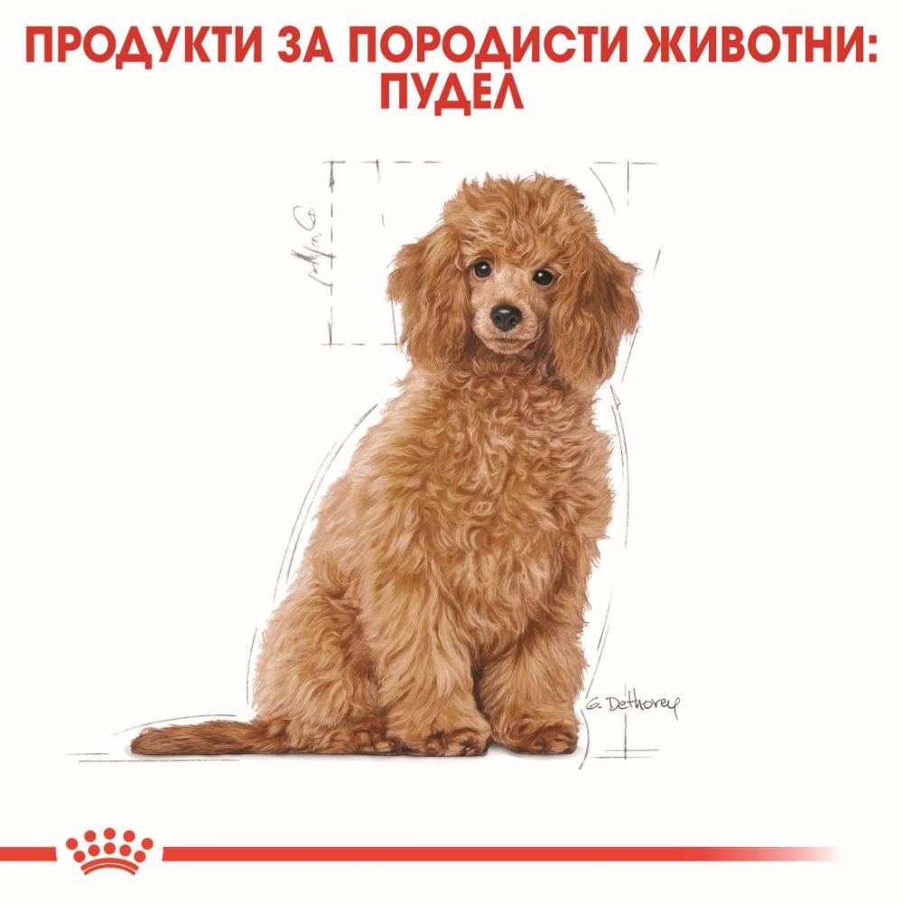 Премиум храна Royal Canin Poodle Puppy за подрастващи пудели - до 10 месеца - 0.5kg
