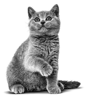 Премиум храна за подрастващи котки Royal Canin Kitten British Shorthair