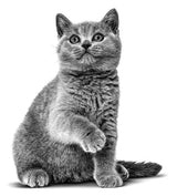 Премиум храна за подрастващи котки Royal Canin Kitten British Shorthair