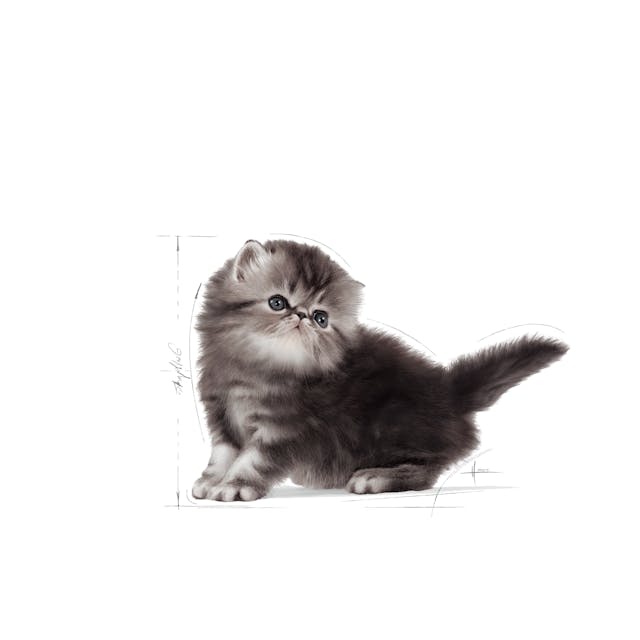 Премиум храна за подрастващи котки Royal Canin Kitten Persian
