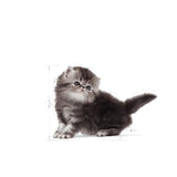Премиум храна за подрастващи котки Royal Canin Kitten Persian