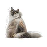 Royal Canin Hair & Skin 33 – Пълноценна храна за здрава кожа и блестяща козина-10кг