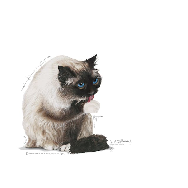 Премиум храна за котки Royal Canin Hairball care 34-10кг