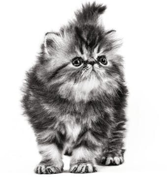 Премиум храна за подрастващи котки Royal Canin Kitten Persian