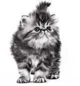 Премиум храна за подрастващи котки Royal Canin Kitten Persian