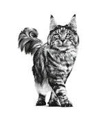 Royal Canin Fibre Response 31–Специализирана Храна за Подобрено Храносмилане при Котки-4кг
